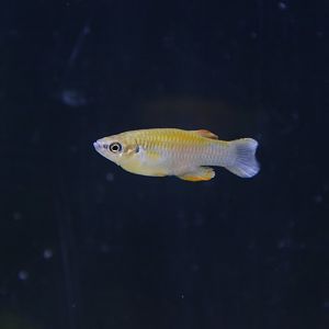 Spotted lampeye (Lacustricola maculatus)