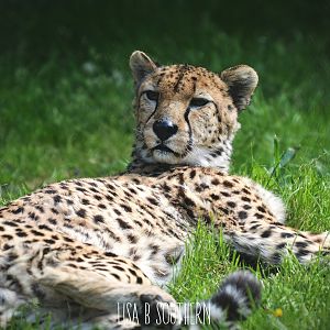 cheetah