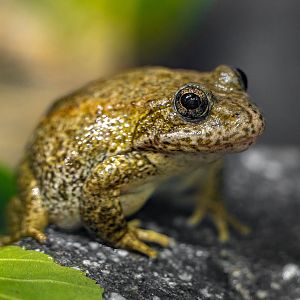 Mountain Yellow Legged Frog