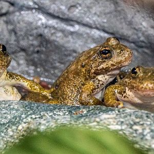 Mountain Yellow Legged Frogs