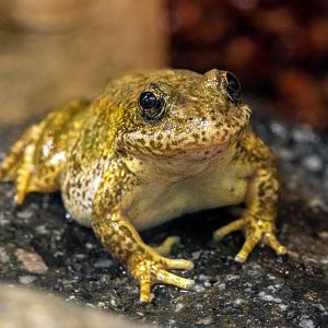 Mountain Yellow Legged Frog
