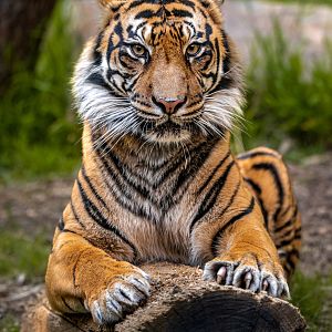 Jillian the Sumatran Tiger