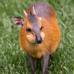 Red Flanked Duiker