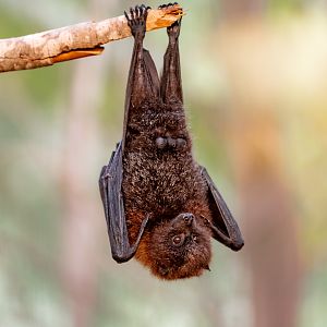 Rodrigues Flying Fox