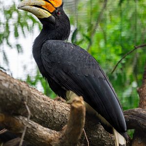 Rhinoceros Hornbill