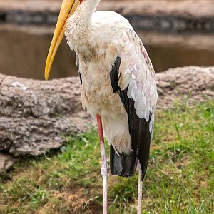 Yellow Billed Stork
