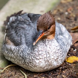 Scaly Sided Merganser