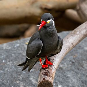 Inca Tern