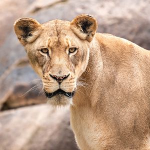 Malika the African Lion