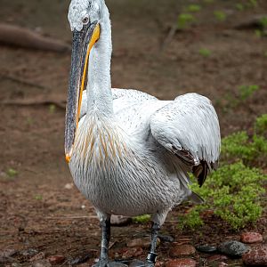 Dalmatian Pelican