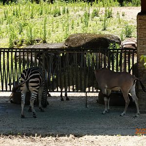 Chapman's Zebra (Equus quagga chapmani) & Beisa Oryx (Oryx beisa beisa)