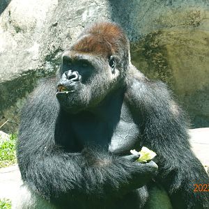 Western Lowland Gorilla (Gorilla gorilla gorilla)