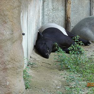 Malayan Tapir (Tapirus indicus)