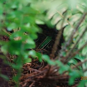 Taipei Frog (Hylarana taipehensis)