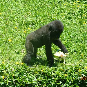 Western Lowland Gorilla (Gorilla gorilla gorilla)