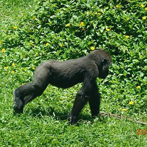 Western Lowland Gorilla (Gorilla gorilla gorilla)