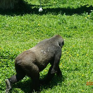 Western Lowland Gorilla (Gorilla gorilla gorilla)