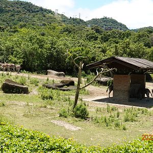Environment for Chapman's Zebra (Equus quagga chapmani) & Beisa Oryx (Oryx beisa beisa)