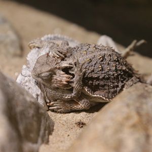 Short-tail horned lizard (Phrynosoma braconnieri)
