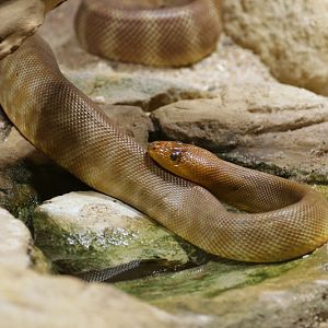 Woma (Aspidites ramsayi)