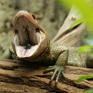 Northern Caiman Lizard (Dracaena guianensis)
