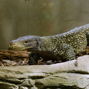Papuan Monitor (Varanus salvadorii)
