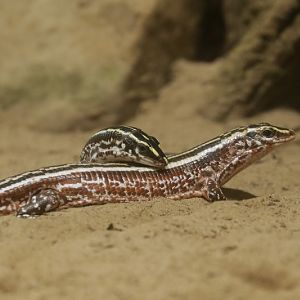 four-lined girdled lizard (Zonosaurus quadrilineatus)