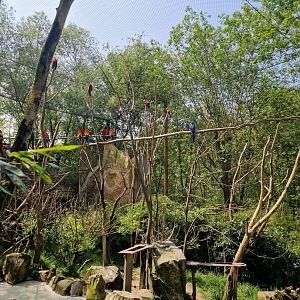 Guyana Walktrough Aviary