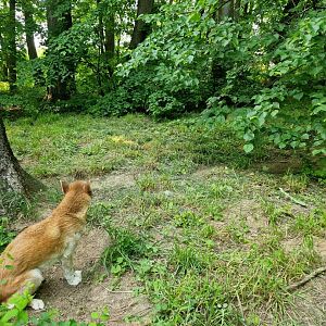 New Guinea Singing Dog