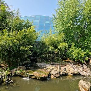 Giant Otters outdoor in front of Tropical hall