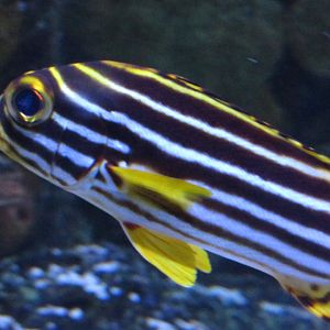 Can anyone confirm if this is a striped sweetlips?