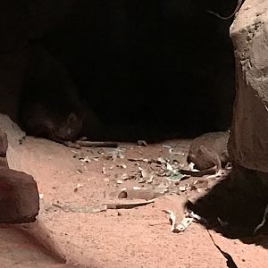 Brush-tailed Bettongs in Desert