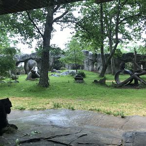 Gorilla Habitat