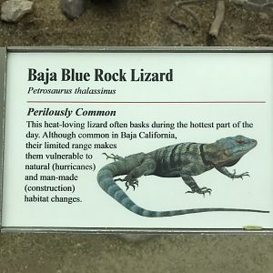 Baja Blue Rock Lizard signage