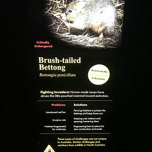 New Brush-tailed Bettong Signage