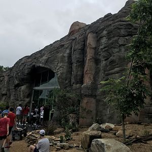 New Baboon Exhibit Viewing