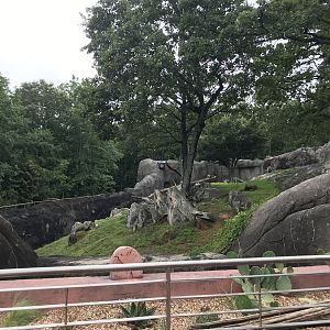 Renovated Baboon Habitat View