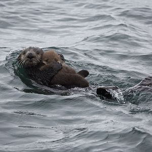 Northern Sea Otter/ Enhydra lutris kenyoni