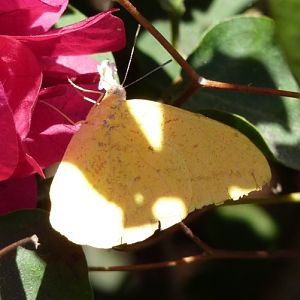 Cloudless sulphur (Phoebis sennae)