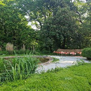 Flamingo opening exhibit