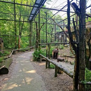 Papua Walkthrough Aviary