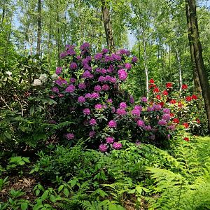 Rhododendron path