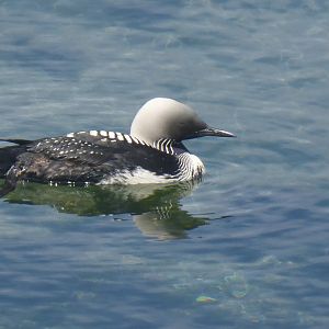 Pacific loon