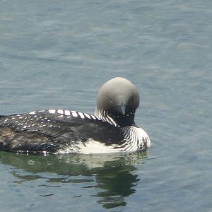 Pacific loon