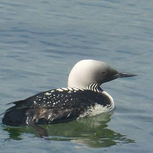 Pacific loon