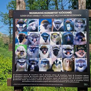 Guenon diversity sign