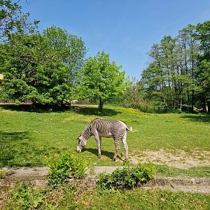 Grevy's Zebra/Beisa oryx paddock