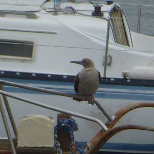 Red footed booby
