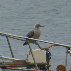 Red footed booby