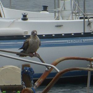 Red footed booby
